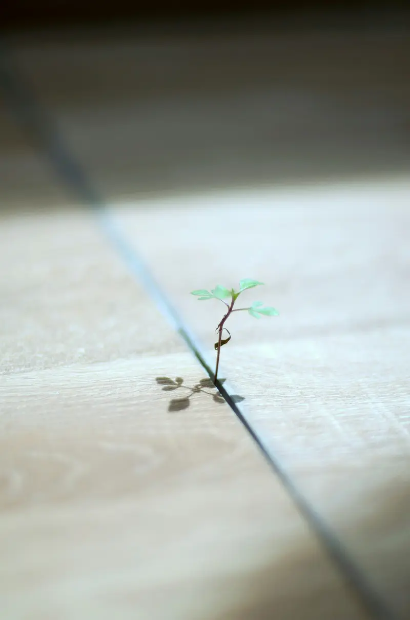 Growth